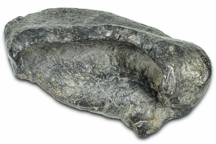 Large Fossil Whale Ear Bone - South Carolina #369268